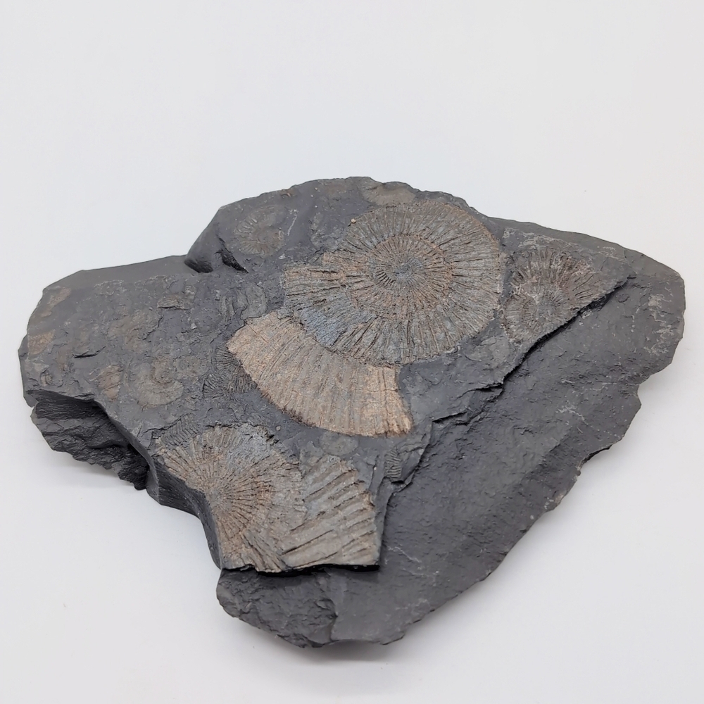 Real Multi Ammonite Fossils In Black Shale Stone Matrix - Picture 8 of 8
